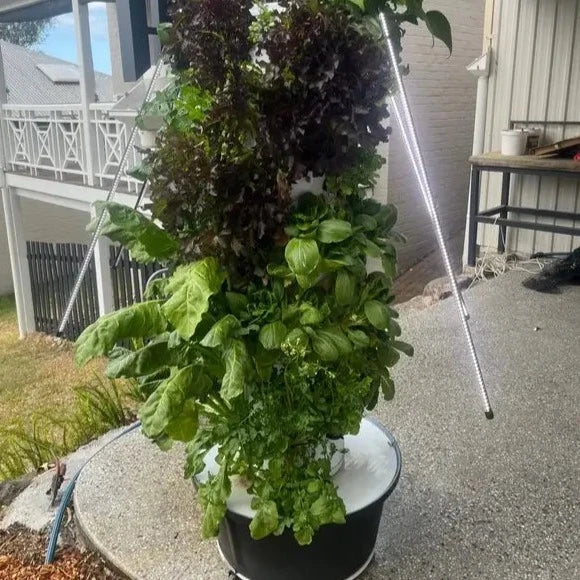 Mr. Stacky Vertical Farming System Australia to be harvested