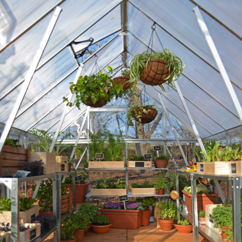  Interior view of the greenhouse filled with various plants, including hanging plants, under diffuse light.