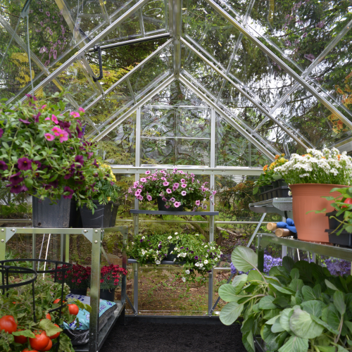 MAZE 6 x 6ft Harmony Greenhouse in a backyard garden, filled with thriving plants.