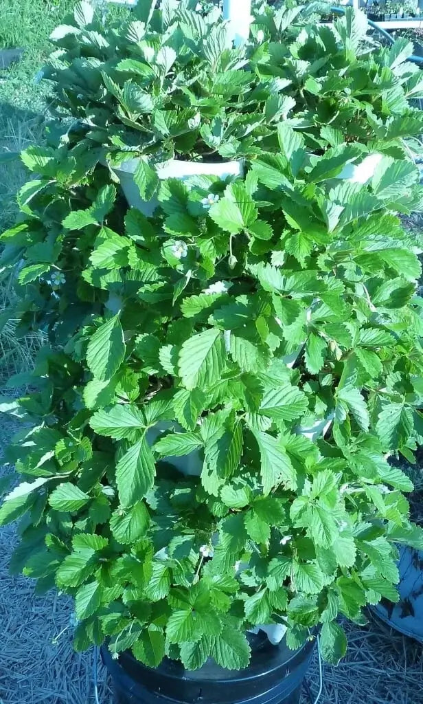 Mr. Stacky - Smart Farm Hydroponic Tower Garden