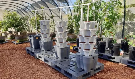 Mr. Stacky Vertical Farming towers in greenhouse System Australia