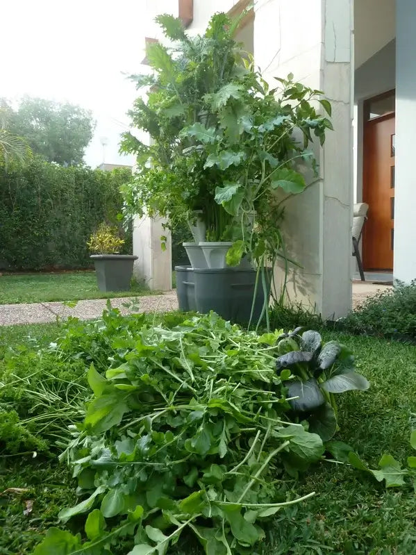 Mr. Stacky Vertical Farming System harvest Australia